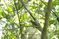 Cacomantis variolosus