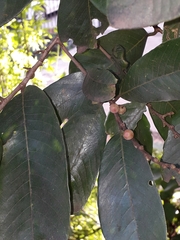 Bridelia retusa