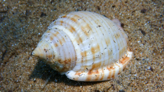 Semicassis undulata