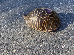 Terrapene carolina bauri