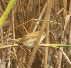 Acrocephalus scirpaceus