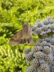 Helicoverpa armigera