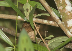 Otus rufescens
