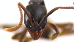 Brachyponera chinensis