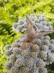 Helicoverpa armigera