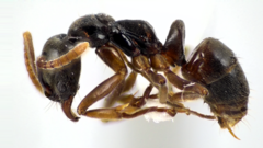 Brachyponera chinensis