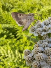 Helicoverpa armigera