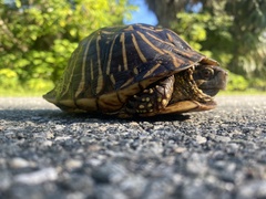 Terrapene carolina bauri