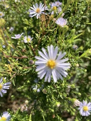 Symphyotrichum novi-belgii