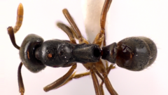 Brachyponera chinensis