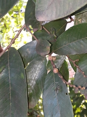 Bridelia retusa
