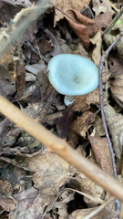 Clitocybe odora