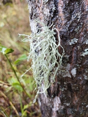 Ramalina farinacea