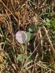 Convolvulus arvensis