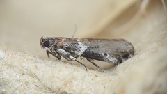Acrobasis tricolorella