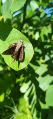 Asbolis capucinus