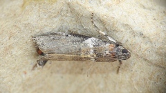 Acrobasis tricolorella