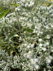 Eupatorium serotinum