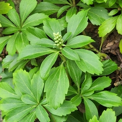 Pachysandra terminalis