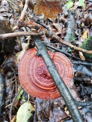 Daedaleopsis tricolor