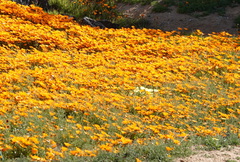 Dimorphotheca sinuata