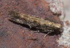 Aristotelia rubidella