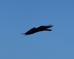 Corvus albus
