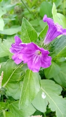 Ruellia lactea