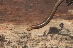 Cylindroiulus punctatus