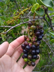 Anisomeria littoralis