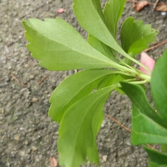 Pachysandra terminalis