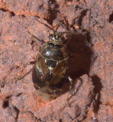 Deraeocoris nebulosus