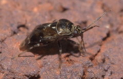 Deraeocoris nebulosus