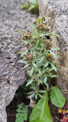 Gnaphalium uliginosum