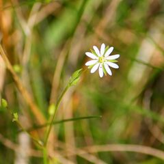 Stellaria graminea