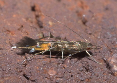 Cosmopterix