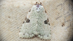 Leuconycta diphteroides