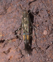 Cosmopterix