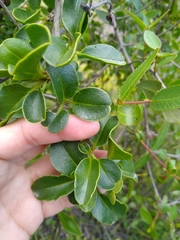 Anisomeria littoralis