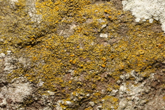 Candelariella efflorescens