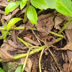 Pachysandra terminalis