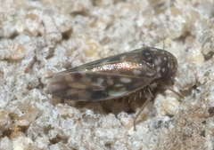 Xestocephalus