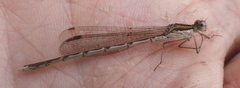 Sympecma fusca
