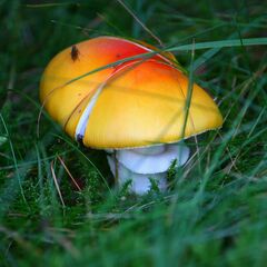 Amanita caesarea