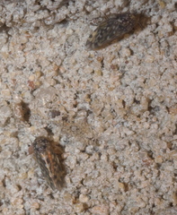 Xestocephalus