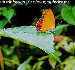 Heliophorus epicles