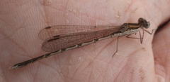 Sympecma fusca