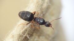 Lasius aphidicola