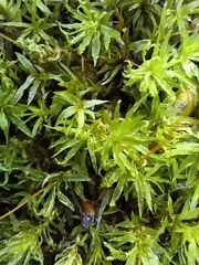 Atrichum undulatum