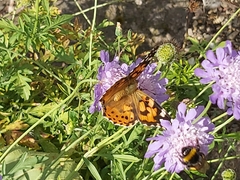 Vanessa cardui